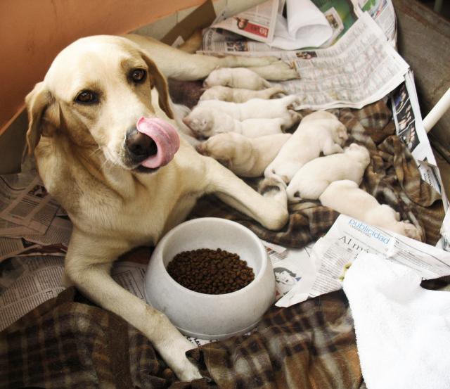 How to breed labradors