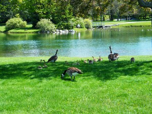 Andrew Haydon Park Ottawa