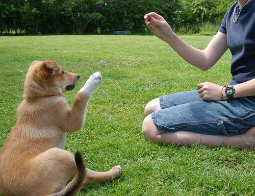 Dog Training Services in London