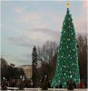 National Christmas tree