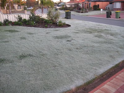 Lawn in Winter