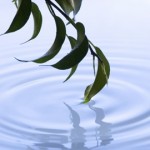 Environmental lawyers