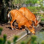 Facts about London Zoo