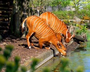 Facts about London Zoo