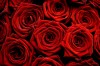 Red Roses for valentine