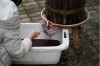 Grape juice extraction