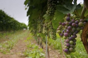 Vineyards in Ottawa