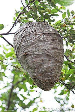 Removing a Beehive