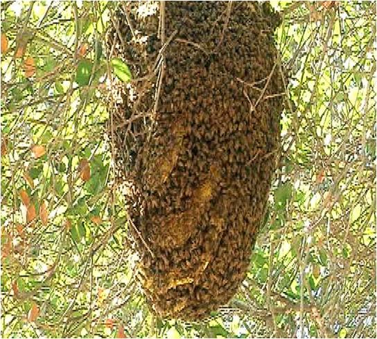 Bee Hive On The Tree