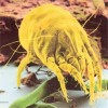 Dust Mites are present in dust particles