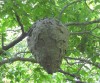 Hornets' Nest