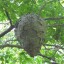 Hornets' Nest