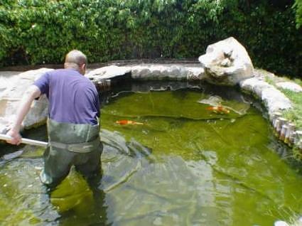 Removing Algae from Fish Pond