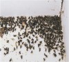 Dead Cluster Flies
