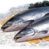 Fish contain zinc
