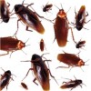 Cockroaches