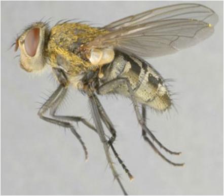 Cluster Flies