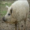 Mangalitza pig