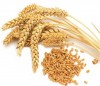 Wheat Grains