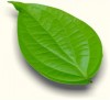 use betel leaves
