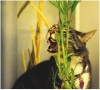 cat repellent plants