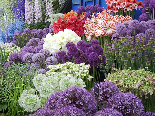 chelsea flower show