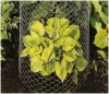 chicken wire in garden