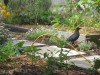 how to get rid of crow in garden