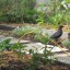 how to get rid of crow in garden