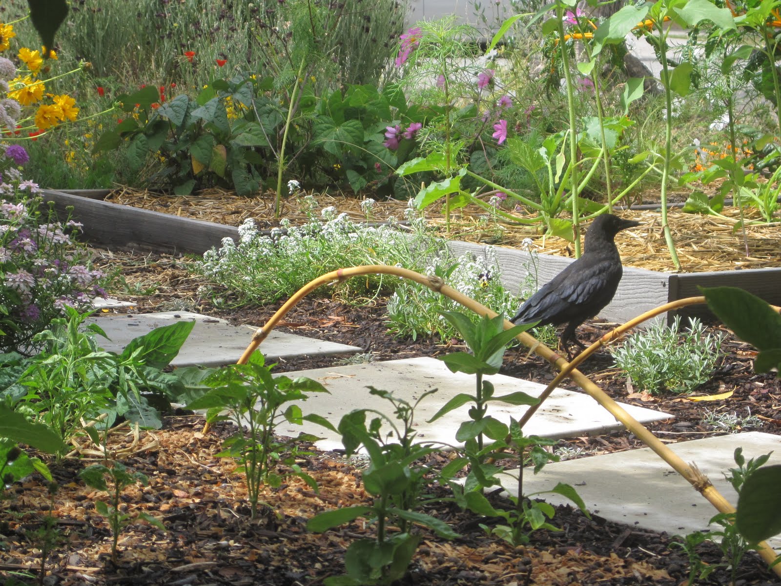 how to get rid of crow in garden