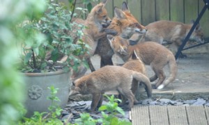 How to Get Rid of Foxes in your Garden
