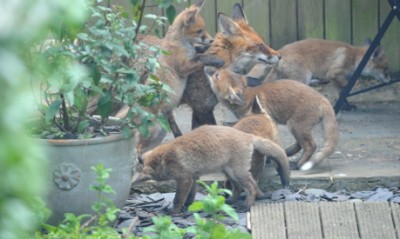 How to Get Rid of Foxes in your Garden