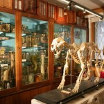 medical muesum in london