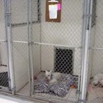 Boarding Animals Licence in London