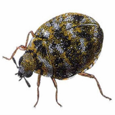 How to Get Rid Of Carpet Beetles Step By Step