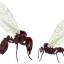 Flying Ants