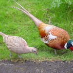 How to Get Game Birds Licence in London
