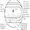 Reading the Vernier Caliper
