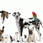 How to get pet shop license in London