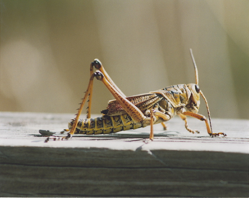 How to Get Rid Of Crickets In The House