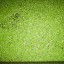duckweeds