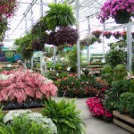 Best Garden Centers in London