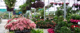 Best Garden Centers in London