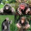 garden moles