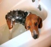 give bath to your dog
