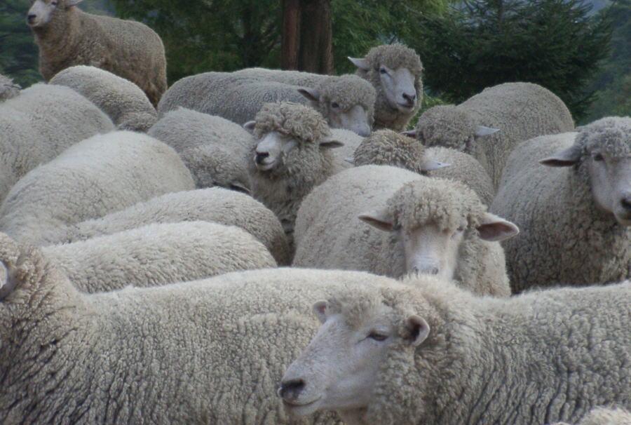 how to get a animal movement licence in London