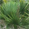 saw palmetto