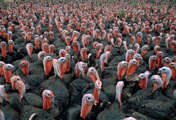 thanksgiving day turkey