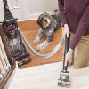 vacuum dog sitting area
