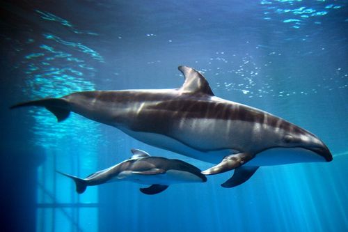 Shedd Aquarium Reveals that Newborn Dolphin is a Boy